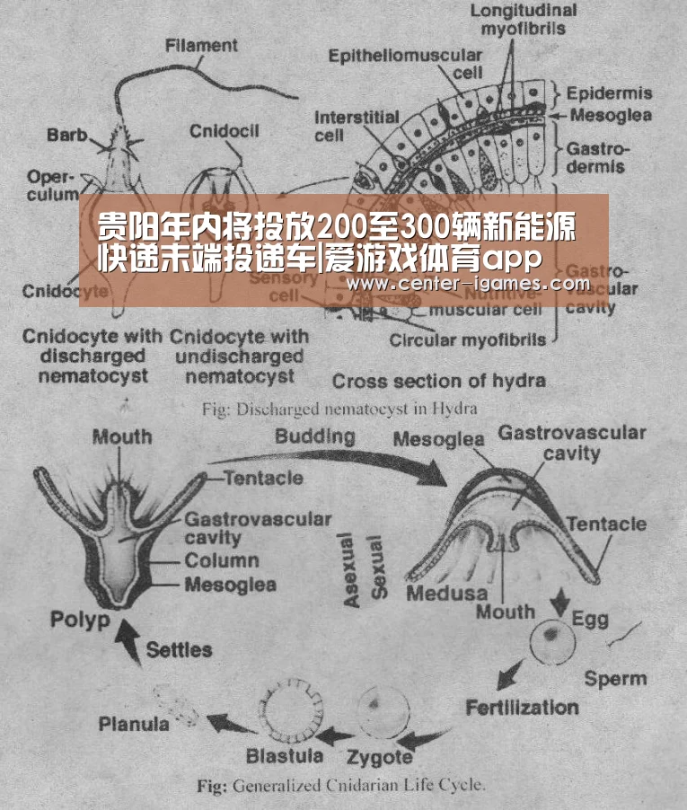 贵阳年内将投放200至300辆新能源快递末端投递车|爱游戏体育app(图2) ayx下载